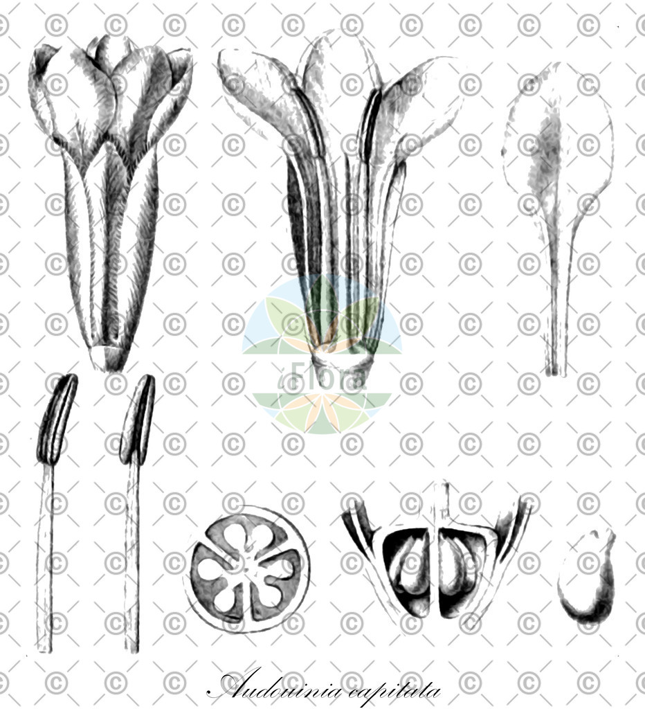 HistAbb_wfo-0000556880_2_ENZY_Simple | Historische Abbildung von Audouinia capitata - Bruniaceae | Historical Illustration of Audouinia capitata - Bruniaceae