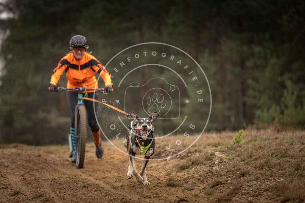 Pfotenfotografie_DV3A4597 | Hundefotografie, Tierfotograf, Pfotenfotografie, Fotoshooting Hund, Hunde Portrait, Hundesport, Hundeportraits, Heideshooting, Hunde, Sportfotograf, Hundefotograf, Turnierhundsport, THS,  - Realisiert mit Pictrs.com