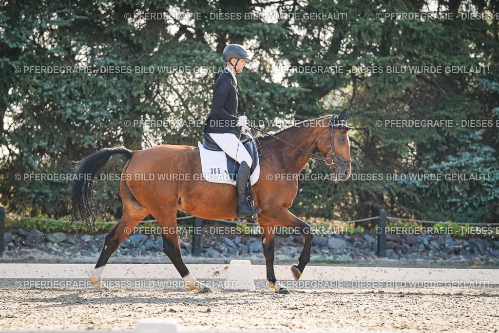 DSC08411 | Pferdegrafie