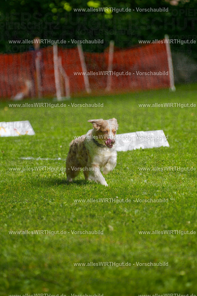 @allesWIRTHgut_Tierfotografie - www.allesWIRTHgut.de - 7R502859 | Professionelle Tierfotografie in Mönchengladbach von Daniel Wirth (allesWIRTHgut). Liebevolle & natürliche Bilder von Hunden & Katzen für unvergessliche Erinnerungen.