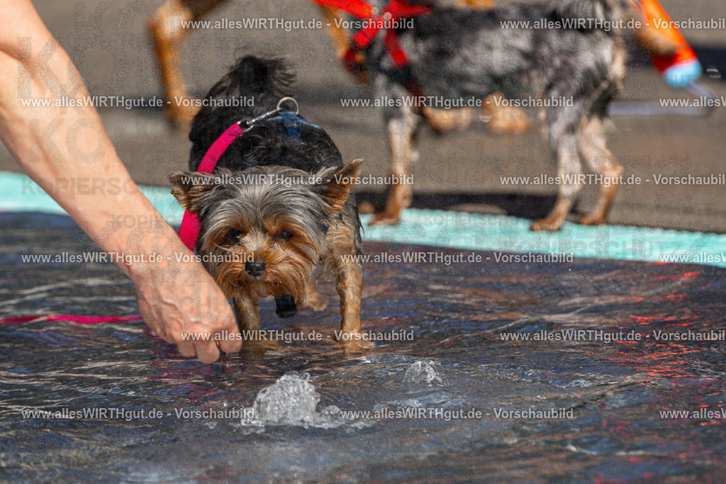 Hundeschwimmen_Volksbad_2026-allesWIRTHgut_Tierfotografie-2609061159-FAY06356 | Professionelle Tierfotografie in Mönchengladbach von Daniel Wirth (allesWIRTHgut). Liebevolle & natürliche Bilder von Hunden & Katzen für unvergessliche Erinnerungen.
