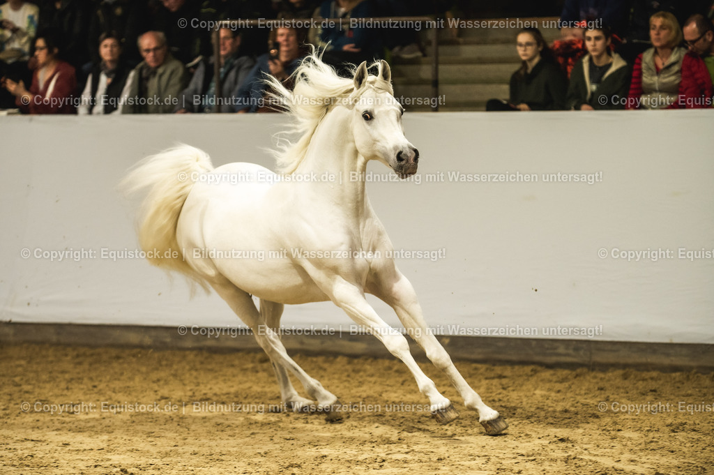 20240302_Hengstvorstellung_Marbach_TOMsPiC_1132-2 | equistock