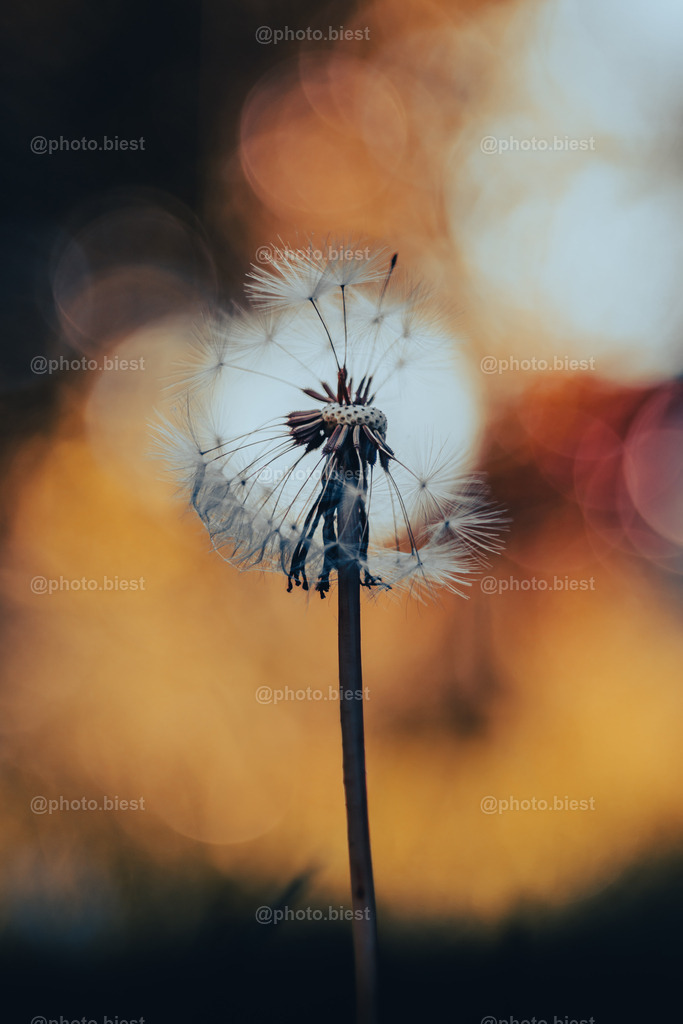Pusteblumenuntergang | Eine Pusteblume, im Hintergrund geht die Sonne unter. - Realisiert mit Pictrs.com