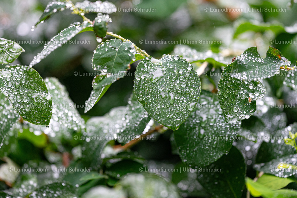 10049-13382 - Nach dem Regen | Stockfoto und Bilderpool mit Bildmaterial aus Deutschland, dem Harz, Halberstadt, Quedlinburg, Wernigerode und weltweit. Qualitativ hochwertige und professionelle Fotos anschauen und kaufen. - Realisiert mit Pictrs.com
