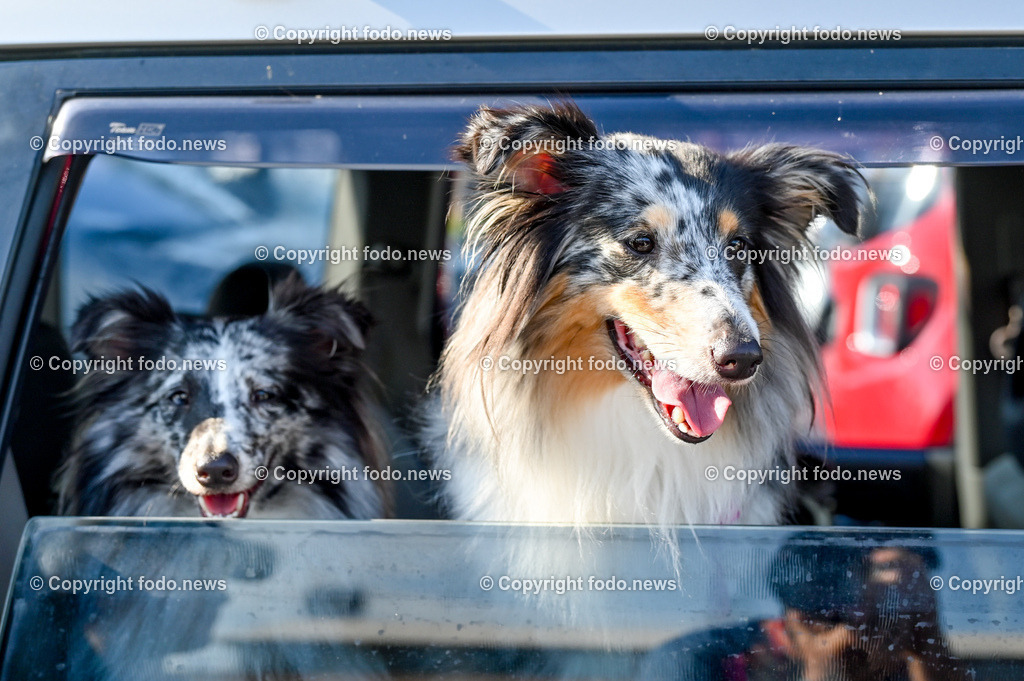 Hunde in Kroatien_ 31.07.2023-1 | 31.07.2023, Kroatien, HRV, Brač, Insel in Dalmatien im Bild Hunde, Shelties