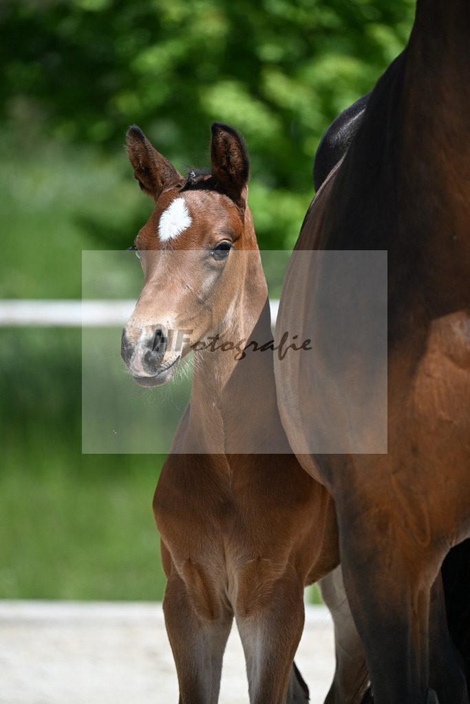 Sanvaro x Abke_HF_Neissendorfer_10250206 | hf-fotografie - Realizzato con Pictrs.com