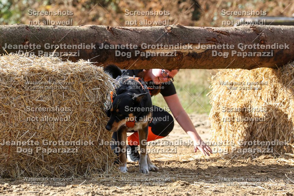 Dog Paparazzi - Strongdog 10-25-5276 | Dog Paparazzi Jeanette Grottendiek Fotografie & Videografie - Realisiert mit Pictrs.com