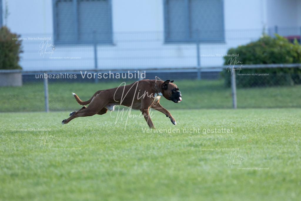 _16A6218 | Einzigartige Fotos von Hunden & Menschen –Actionfotos, Portraits, Vereinsaufnahmen & Paarshootings – authentisch, lebendig & mit Herz.
