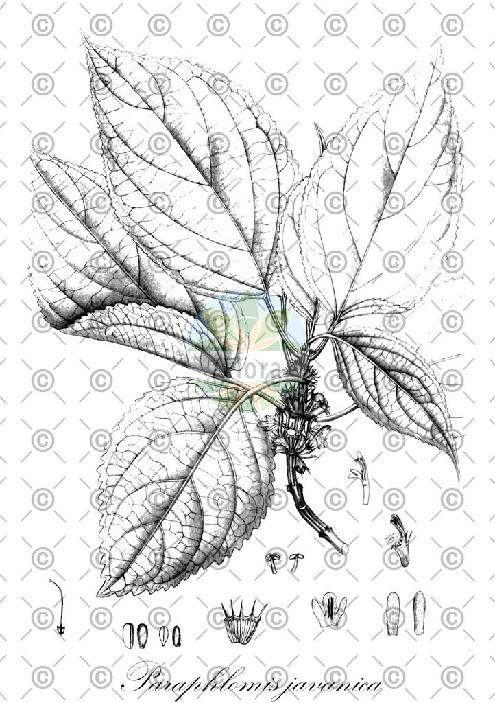 HistAbb_wfo-0001102323_1_ENZY_Simple | Historische Abbildung von Paraphlomis javanica - Lamiaceae | Historical Illustration of Paraphlomis javanica - Lamiaceae
