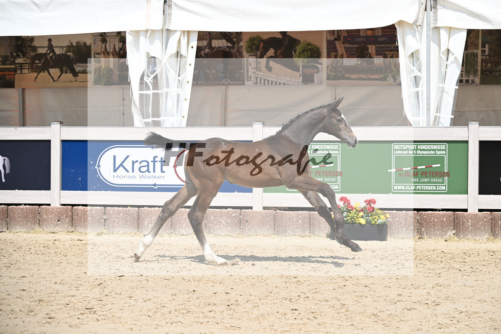 Cornets Balou x Casall_Gross_12250714 | hf-fotografie - Realisiert mit Pictrs.com
