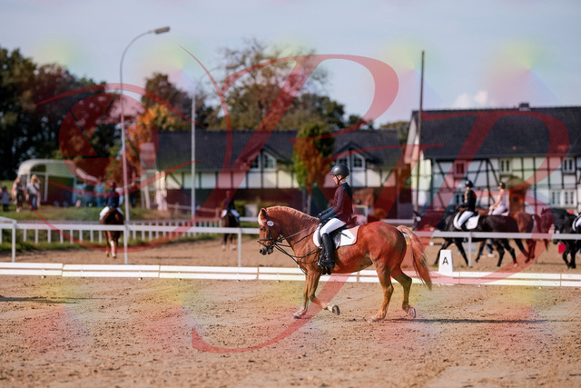 2026_10_03_Siefer-Hof_120050_Z81_03012442 | Professionelle Reitsport-, Turnier- und Eventfotografie von Robert Broda. Galerien mit ausgewählten und bearbeiteten Bildern direkt online ansehen und bestellen.