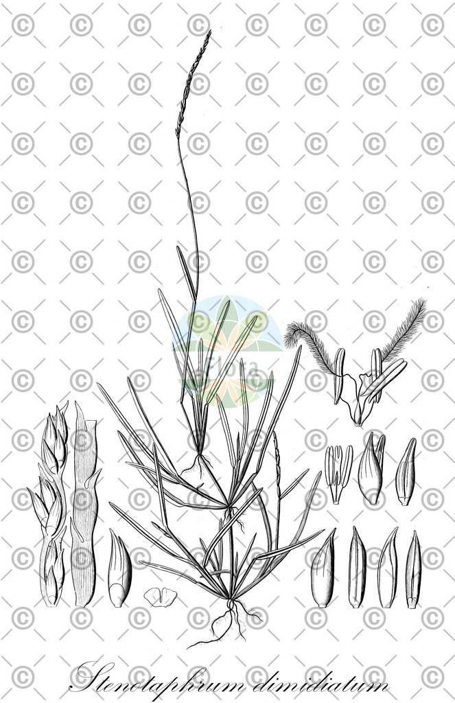 HistAbb_wfo-0001238631_1_ENZY_Simple | Historische Abbildung von Stenotaphrum dimidiatum - Poaceae | Historical Illustration of Stenotaphrum dimidiatum - Poaceae