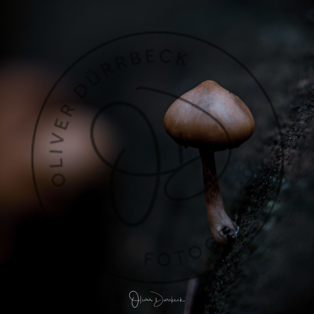 natur-pilze-06 | Shop für Kindergartenfotografie und andere Fotoprodukte von Oliver Dürrbeck Fotografie. - Realisiert mit Pictrs.com