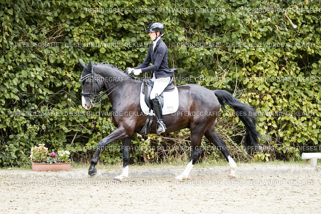 DSC06071 | Pferdegrafie