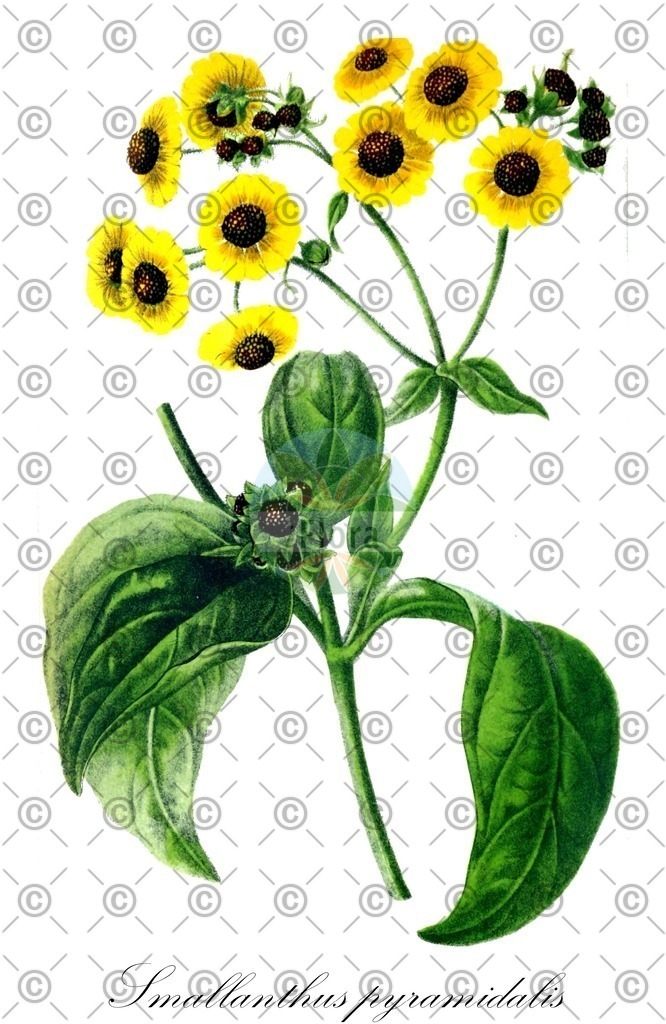 HistAbb_wfo-0001294246_1_ENZY_Simple | Historische Abbildung von Smallanthus pyramidalis - Asteraceae | Historical Illustration of Smallanthus pyramidalis - Asteraceae