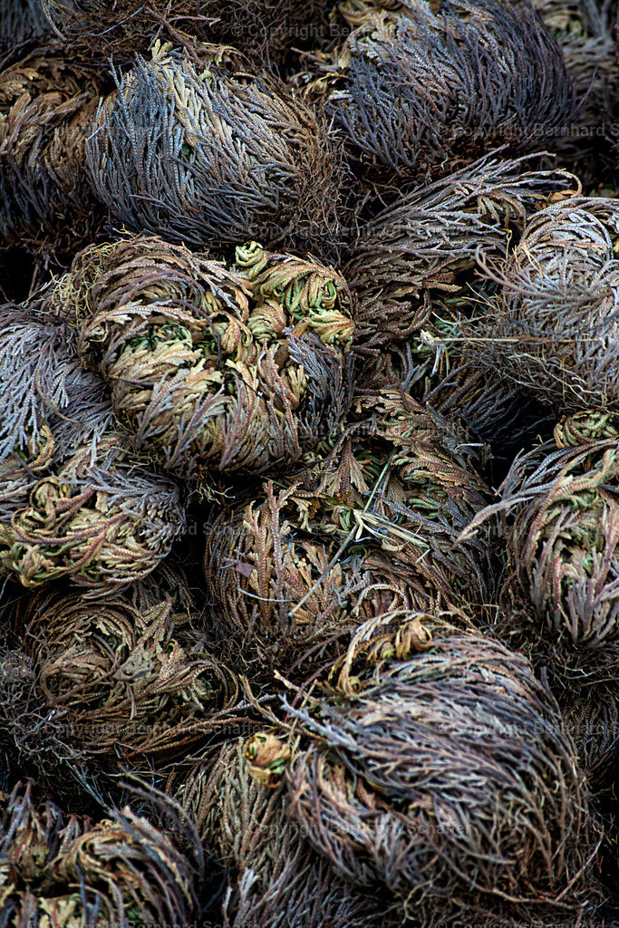 Rose von Jericho | Echte Rose von Jericho - Realisiert mit Pictrs.com