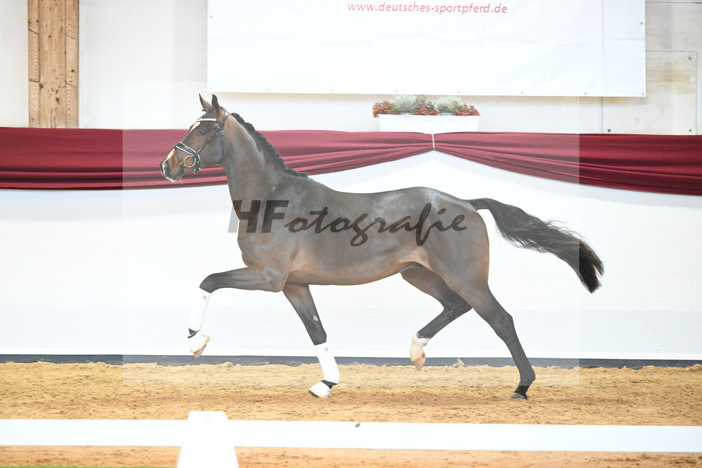 Kat-Nr. 61 v. Goldberg_Reglauer_66222037 | hf-fotografie - Realisiert mit Pictrs.com