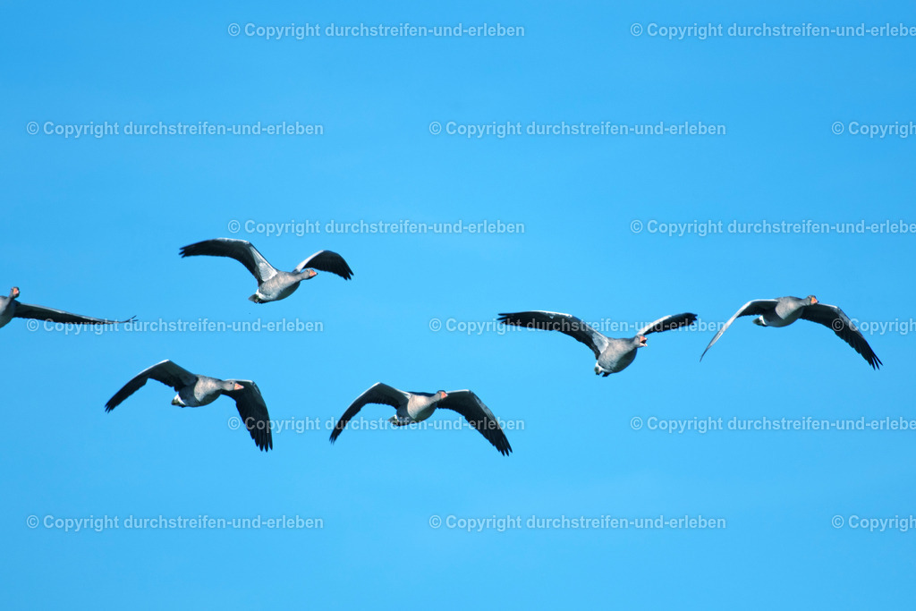 Two graylags flying in partnership | Six graylags flying to the fotographer over the i rd sanctuary Rieselfelder in Münster, Germany, - Realisiert mit Pictrs.com
