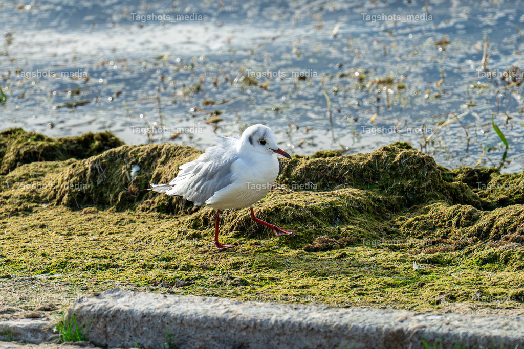 A7303791 | tagshotsmedia - Realisiert mit Pictrs.com