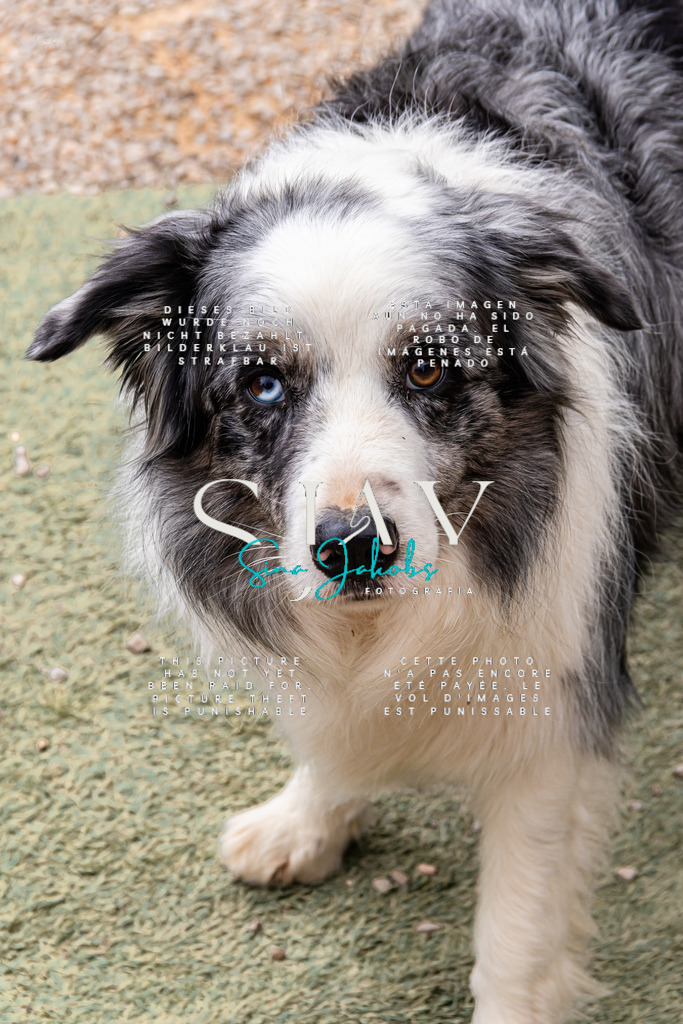 IMG_5435 | s-jay-photography - Realisiert mit Pictrs.com