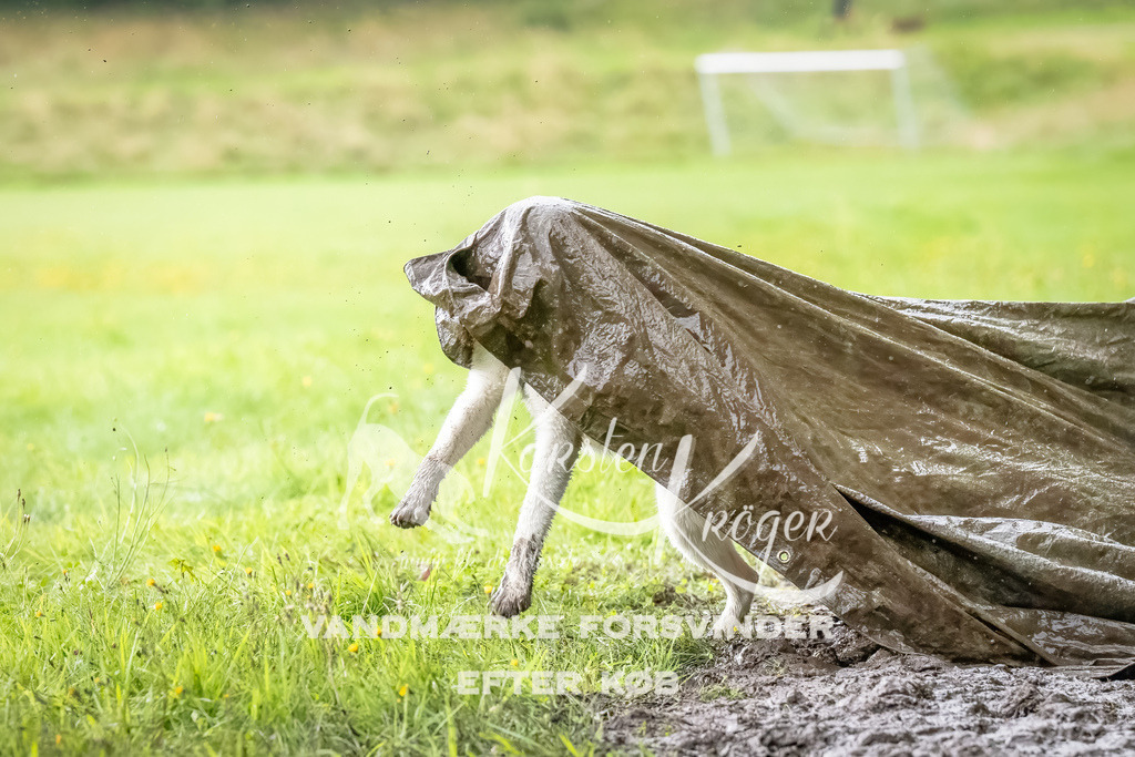 0930_ZZ91077-Bearbeitet | kk-dogfotos