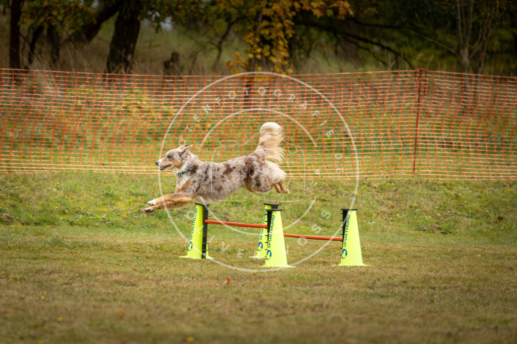 Pfotenfotografie_DV3A2563 | Hundefotografie, Tierfotograf, Pfotenfotografie, Fotoshooting Hund, Hunde Portrait, Hundesport, Hundeportraits, Heideshooting, Hunde, Sportfotograf, Hundefotograf, Turnierhundsport, THS,  - Realisiert mit Pictrs.com