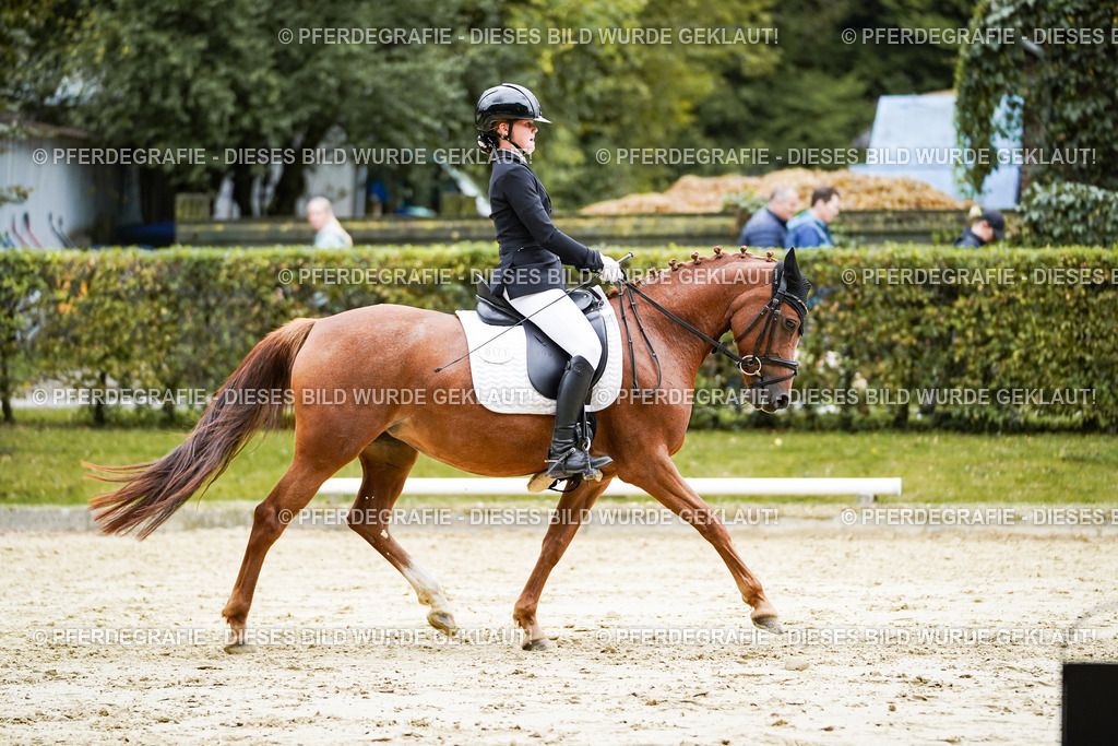 DSC08287 | Pferdegrafie