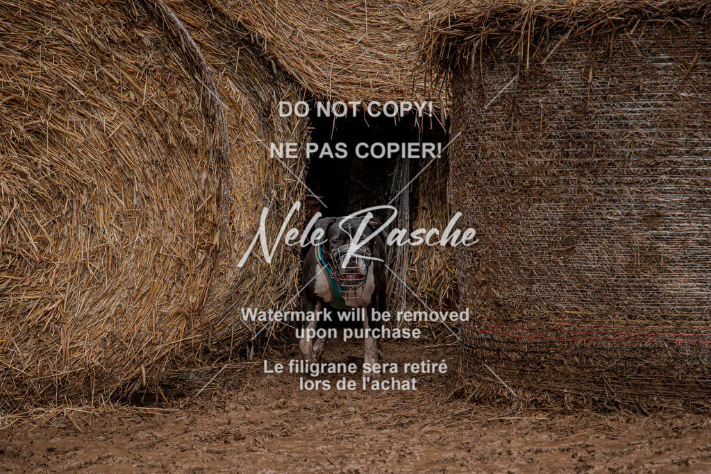 nelerasche_Hunsrück_So12-13_431 | nelerasche
