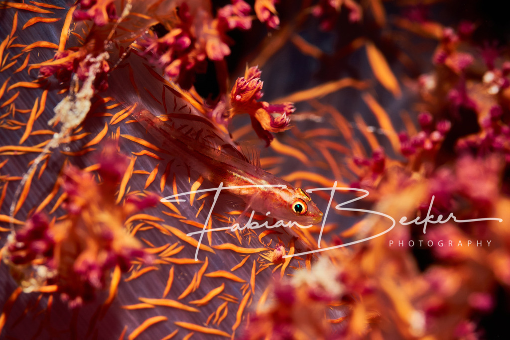 Candyland | Einzigartige Wandbilder von faszinierenden Unterwasserwelten. Exklusive Kunst für Empfangsbereiche, Wohnraum oder Wartezimmer. - Realisiert mit Pictrs.com