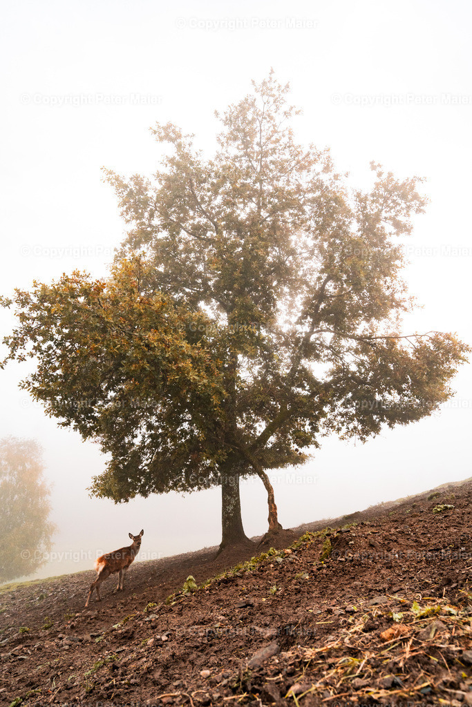 Magdalensberg-35 | piet_flosse
