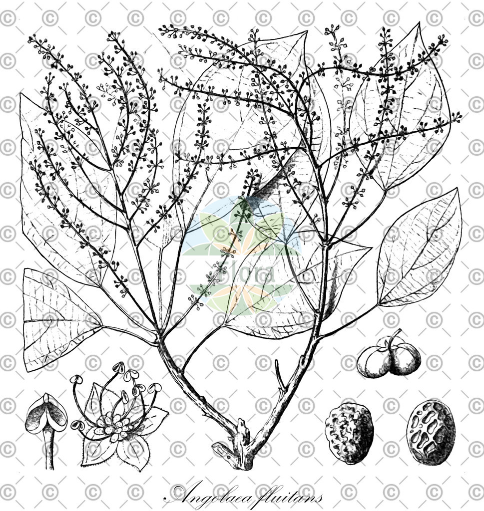HistAbb_wfo-0000536542_217_ENZY_Simple | Historische Abbildung von Angolaea fluitans - Podostemaceae | Historical Illustration of Angolaea fluitans - Podostemaceae