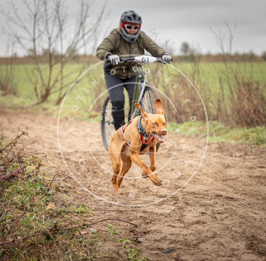 DV3A9389 | Hundefotografie, Tierfotograf, Pfotenfotografie, Fotoshooting Hund, Hunde Portrait, Hundesport, Hundeportraits, Heideshooting, Hunde, Sportfotograf, Hundefotograf, Turnierhundsport, THS,  - Realisiert mit Pictrs.com