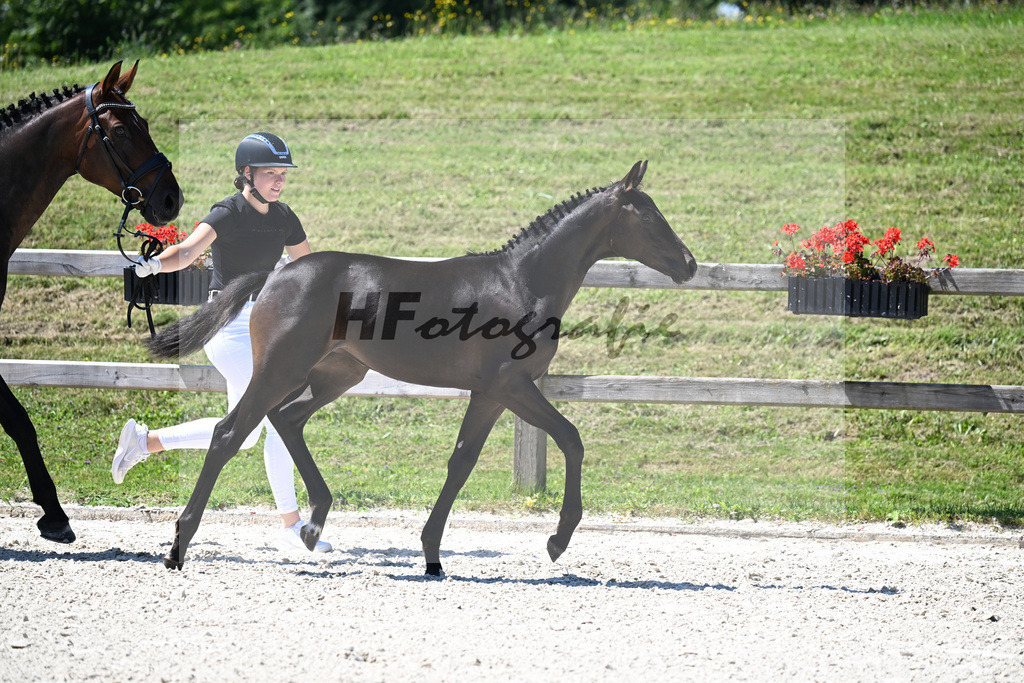 Kat-Nr. 17 Decurio x Belissimo M_SF_Kaestele_24250454 | hf-fotografie - Realisiert mit Pictrs.com