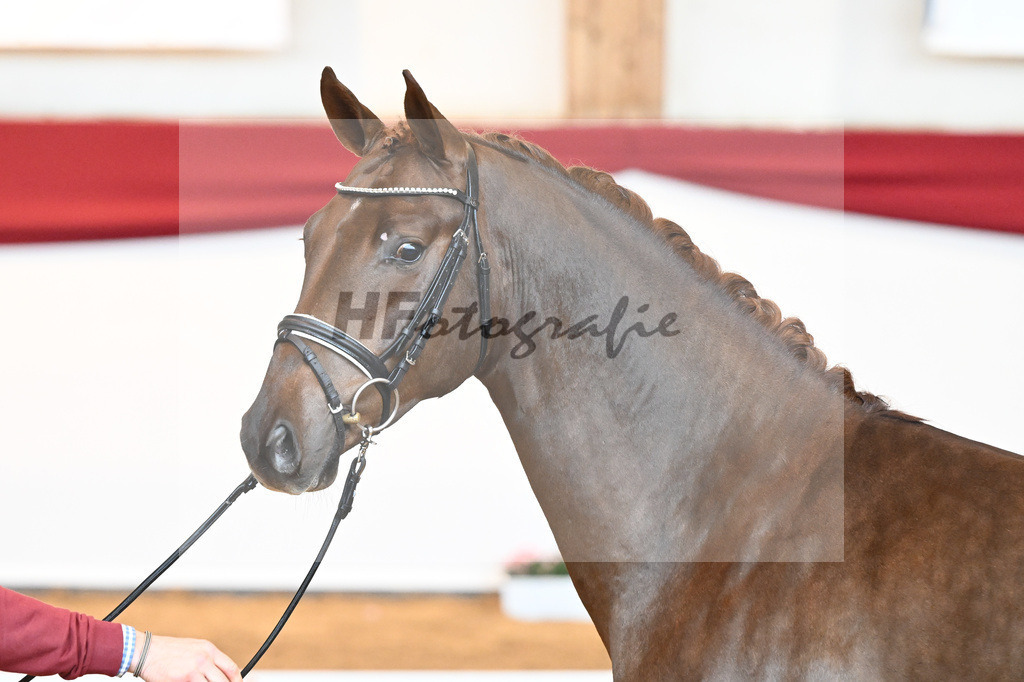 Kat-Nr. 63 Fidertanz x Romanov Blue Hors_La Rue_43230629 | hf-fotografie - Realisiert mit Pictrs.com