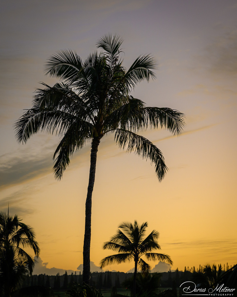 DSC_7039 2 | Fotografien, Fotos und Bilder aus Mainz, Frankfurt, Wiesbaden und anderen Orten auf der Welt - Fotografiert von Darius Metzner