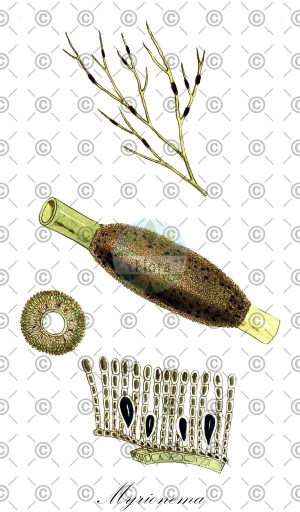 HistAbb_7PL9L_3_ENZY_Simple | Historische Abbildung von Myrionema - Chordariaceae (0) | Historical Illustration of Myrionema - Chordariaceae (0)