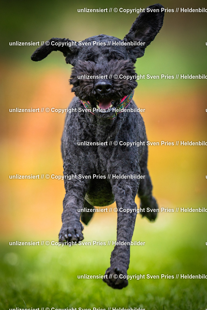 Sven Pries | 2025-04-13 - Hunderennen Baden-Baden - Realisiert mit Pictrs.com