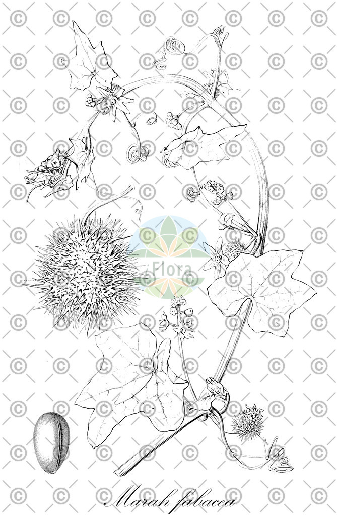 HistAbb_wfo-0000816420_1_ENZY_Simple | Historische Abbildung von Marah fabacea - Cucurbitaceae | Historical Illustration of Marah fabacea - Cucurbitaceae