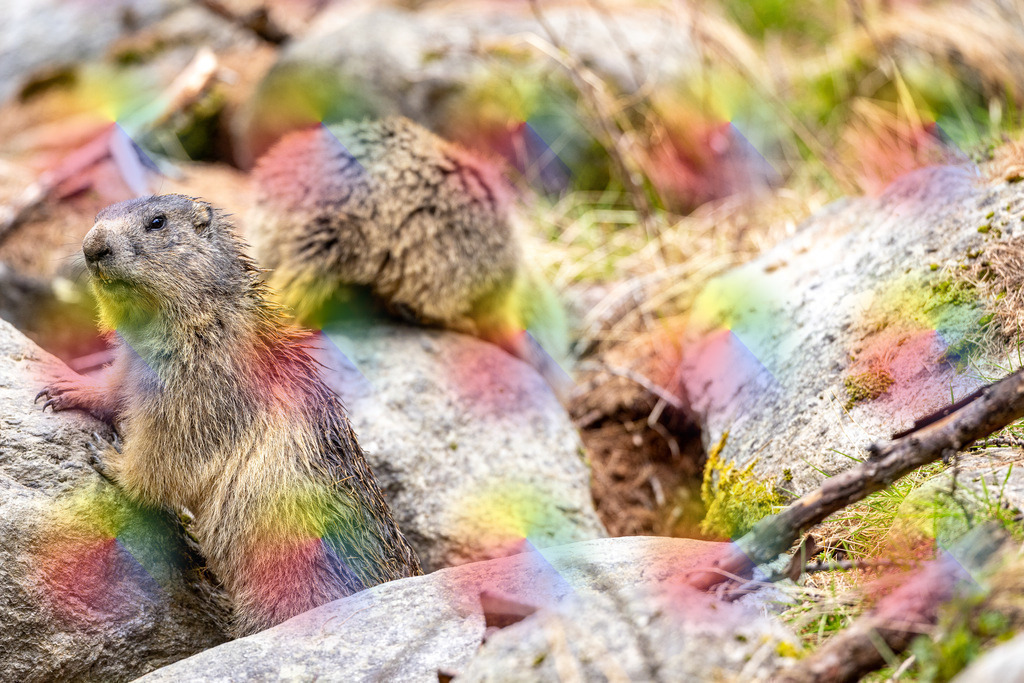 20240526-1M5A1867 | FineArtPrint, Hahnemühle, FeeGalerie, Fee Galerie, Fotokunst, Fotografie, Canonphotography, Bergfoto, Matterhorn, Rimpfischhorn, Allalinhorn, Saas-Fee, Wallis, Valais, Switzerland, Bergfotografie