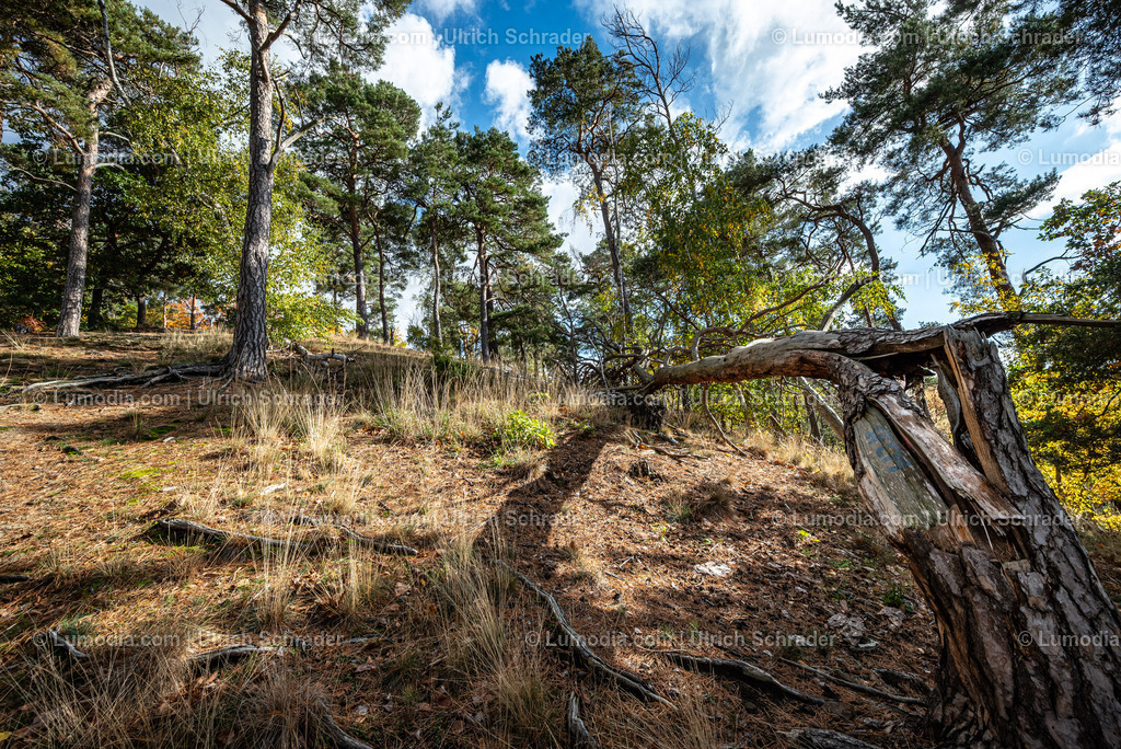 10049-13720 - Herbststimmung in den Spiegelsbergen | Stockfoto und Bilderpool mit Bildmaterial aus Deutschland, dem Harz, Halberstadt, Quedlinburg, Wernigerode und weltweit. Qualitativ hochwertige und professionelle Fotos anschauen und kaufen. - Realisiert mit Pictrs.com