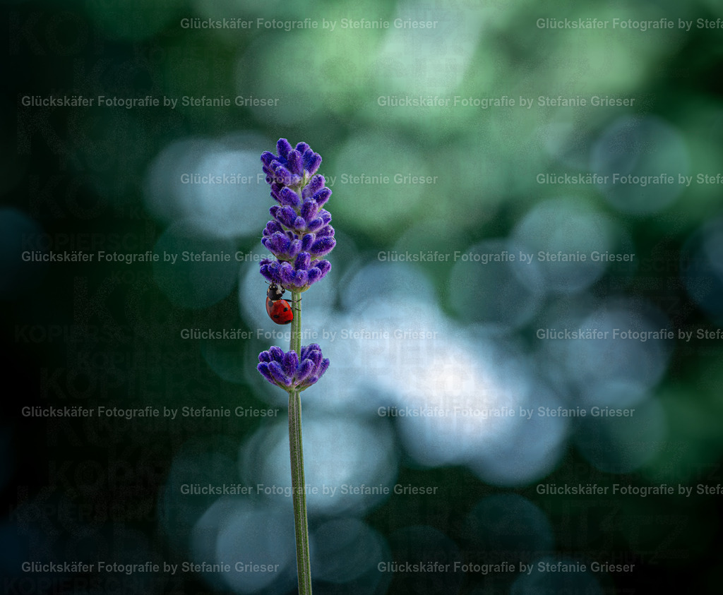 OQ0A0939 Kopie | Glückskäfer - Fotografie - Realisiert mit Pictrs.com