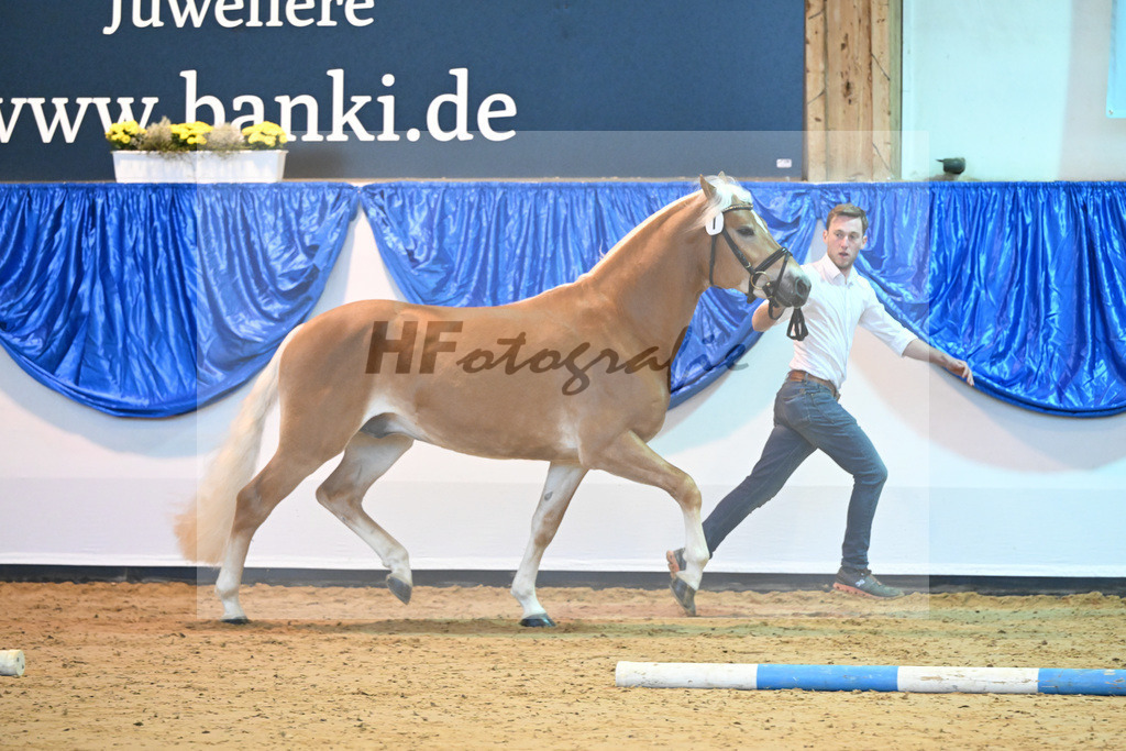 Kat-Nr. 7 Nachtprinz v. Nachtstolz_Schwarz_60220658 | hf-fotografie - Realisiert mit Pictrs.com
