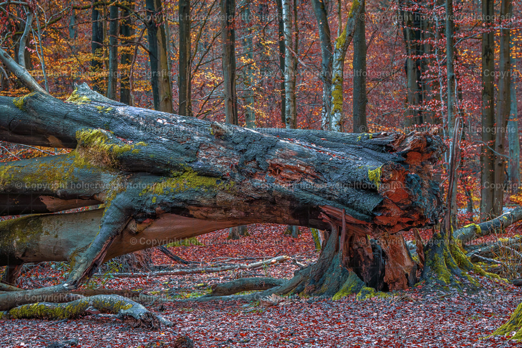 Abgeknickt | Kaufen sie online außergewöhnliche Fotografien auf Leinwand Acrylglas Fotoprint Aludibond von holgerweigeltfotografie - Realisiert mit Pictrs.com
