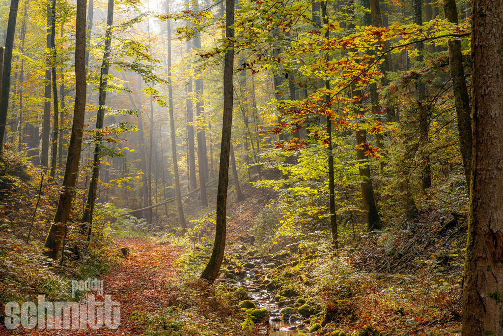 Saftiger Herbstwald mit kleinem Tobel im Allgäu | Saftiger Herbstwald im Allgäu mit einem kleinen, idyllischen Tobel, durch den sich das Wasser seinen Weg bahnt. Die warmen Farben des Herbstes und das üppige Grün verleihen der Aufnahme eine natürliche und stimmungsvolle Atmosphäre. - Realisiert mit Pictrs.com