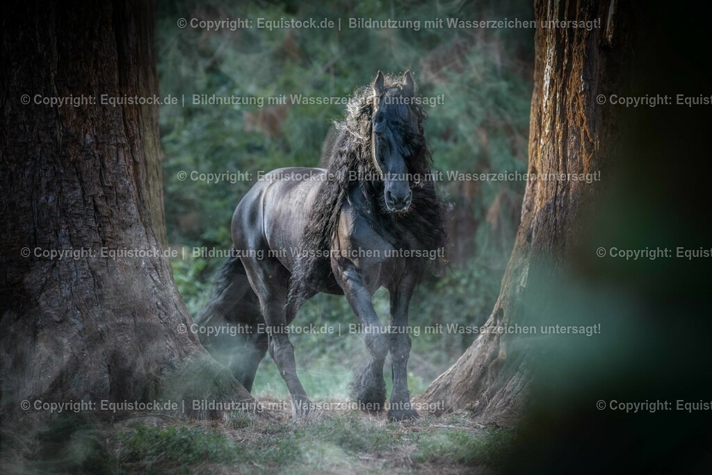20150929_TOMsPiC_0275 | equistock