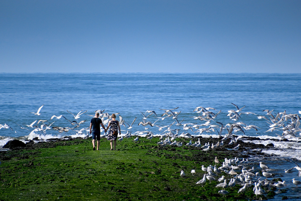 Gemeinsam am Horizont: Magischer Moment auf Texel | Hand in Hand spaziert ein Paar über einen grün bewachsenen Wellenbrecher dem tiefblauen Meer entgegen, während um sie herum ein Schwarm Möwen auffliegt. Die idyllische Szene auf der niederländischen Insel Texel strahlt pure Romantik, Ruhe und das Gefühl von unendlicher Freiheit aus. Umgeben von der frischen Meeresbrise und dem Rauschen der Wellen wird dieser Spaziergang zu einem unvergesslichen Augenblick der Verbundenheit mitten in der rauen, friedlichen Natur der Nordsee. - Realisiert mit Pictrs.com