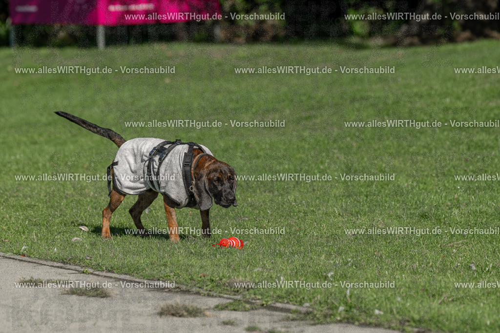 Hundeschwimmen_Volksbad_2026-allesWIRTHgut_Tierfotografie-2609061037-094715-7R509058 | Professionelle Tierfotografie in Mönchengladbach von Daniel Wirth (allesWIRTHgut). Liebevolle & natürliche Bilder von Hunden & Katzen für unvergessliche Erinnerungen.