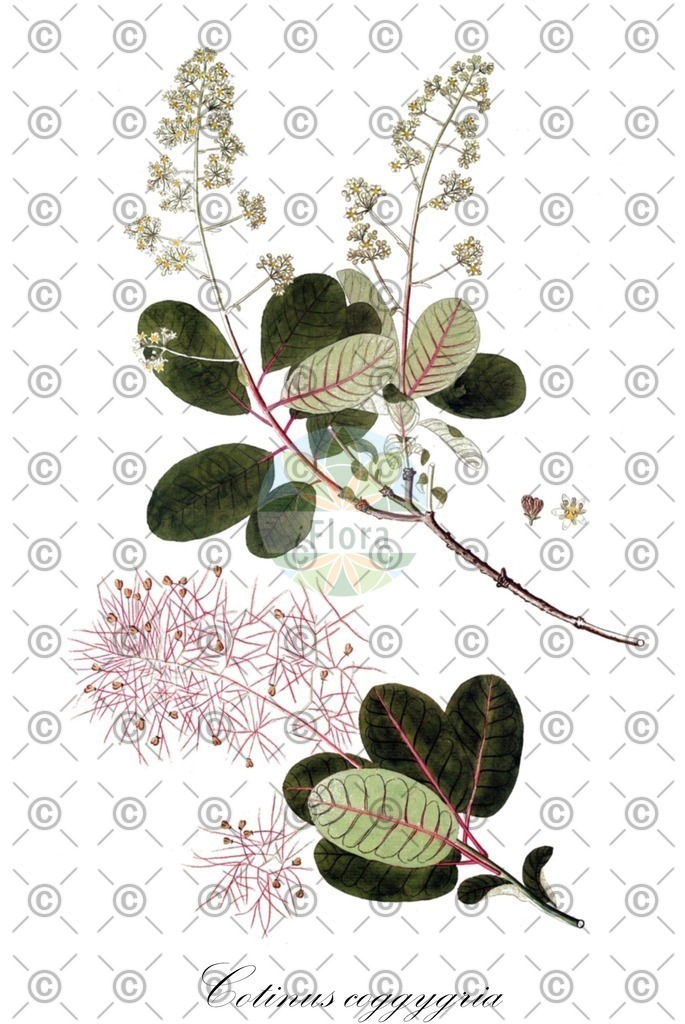 HistAbb_EMP_30932_7_ALPEN_Simple | Historische Abbildung von Cotinus coggygria - Anacardiaceae (Gewöhnlicher Perückenstrauch;Perückenstrauch) | Historical Illustration of Cotinus coggygria - Anacardiaceae (smoke-tree;fustet;purple smoke tree;smoke wood;venetian sumac;venetian sumach;wig tree;european smoketree;eurasian smoketree)