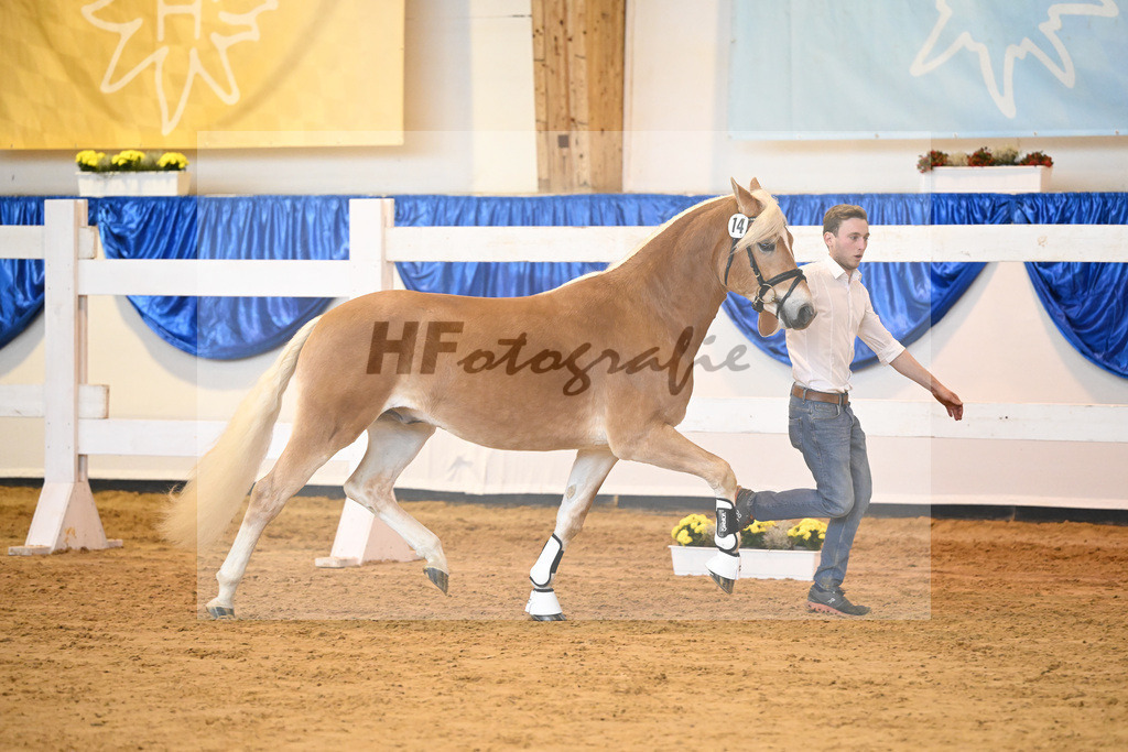 Kat-Nr. 14 Ariat v. Adonis_Dittrich_60220187 | hf-fotografie - Realisiert mit Pictrs.com