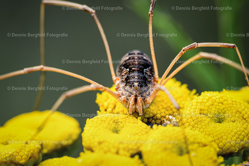 Spinne auf gelber Blüte 2 | Entdecken Sie Natur, Makro und Tierfotografie von Dennis Bergfeld.Besondere Momente und Details der Natur, hochwertig als Foto und Wandbild erhältlich. - Realisiert mit Pictrs.com